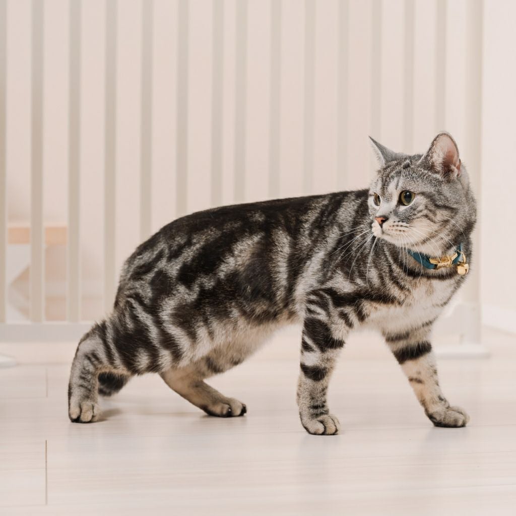 猫用ペットゲート にゃんドア 脱走防止 柵 室内用 扉付き 安全設計