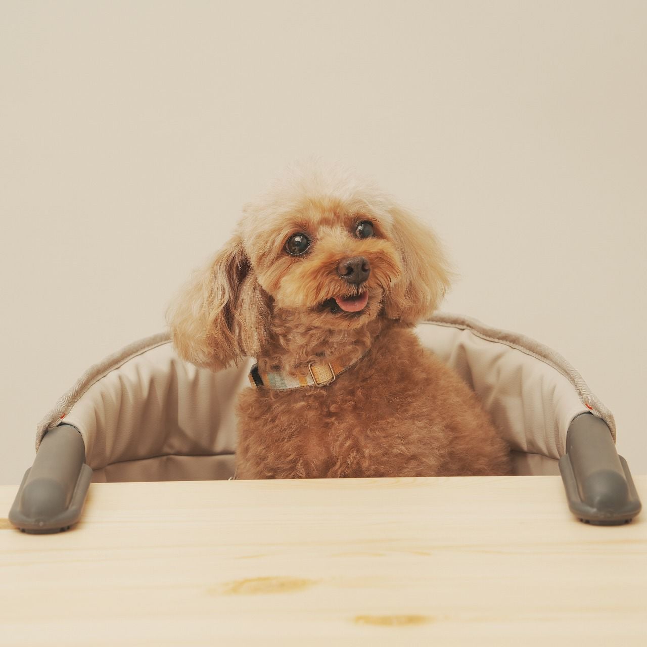 犬用チェアドッグチェアおしゃれペット椅子小型犬用折りたたみ軽量